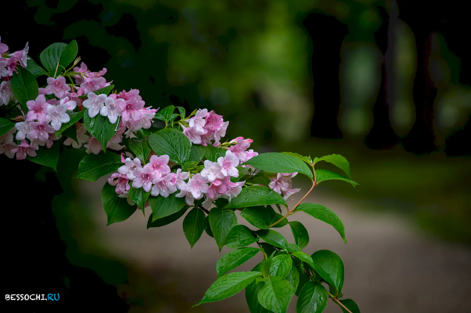 Южные Культуры